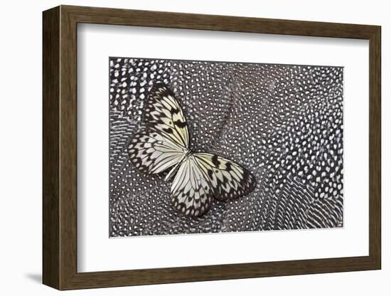 Paper Kite Tropical Butterfly on Helmeted Guineafowl-Darrell Gulin-Framed Photographic Print