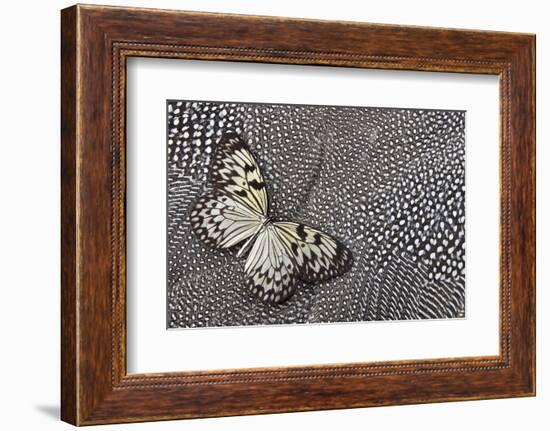 Paper Kite Tropical Butterfly on Helmeted Guineafowl-Darrell Gulin-Framed Photographic Print