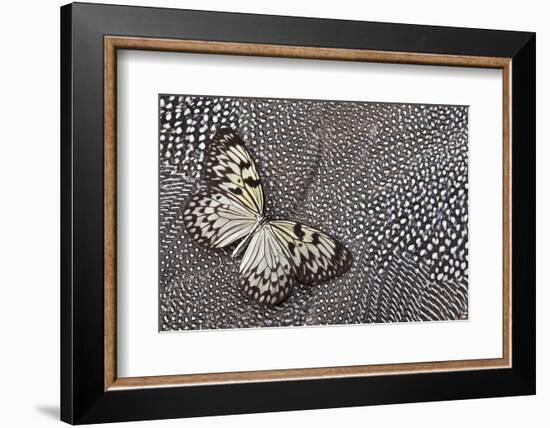 Paper Kite Tropical Butterfly on Helmeted Guineafowl-Darrell Gulin-Framed Photographic Print