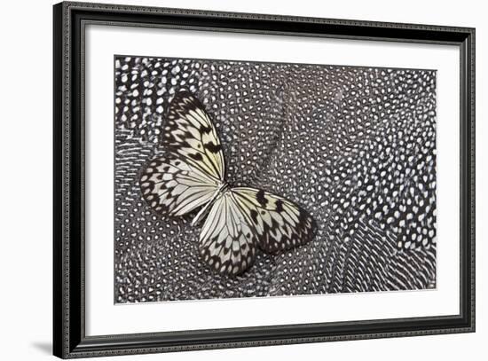 Paper Kite Tropical Butterfly on Helmeted Guineafowl-Darrell Gulin-Framed Photographic Print