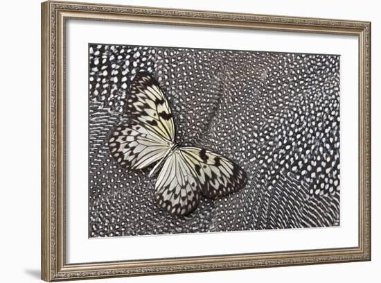 Paper Kite Tropical Butterfly on Helmeted Guineafowl-Darrell Gulin-Framed Photographic Print