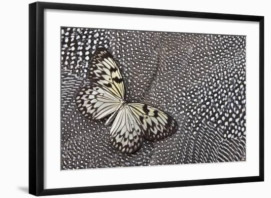 Paper Kite Tropical Butterfly on Helmeted Guineafowl-Darrell Gulin-Framed Photographic Print