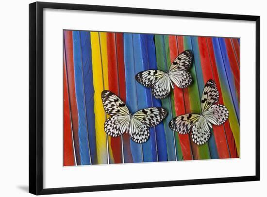 Paper Kite Tropical Butterfly on Macaw Tail Feather Design-Darrell Gulin-Framed Photographic Print
