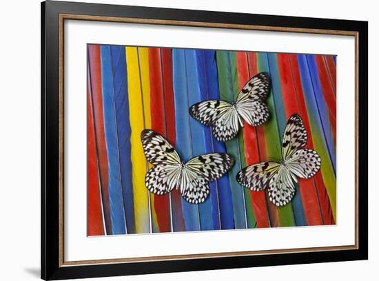 Paper Kite Tropical Butterfly on Macaw Tail Feather Design-Darrell Gulin-Framed Photographic Print