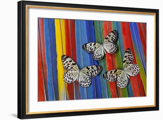 Paper Kite Tropical Butterfly on Macaw Tail Feather Design-Darrell Gulin-Framed Photographic Print