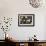 Paper Lanterns Hanging in a Barn in Charleston, SC-null-Framed Photo displayed on a wall