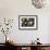 Paper Lanterns Hanging in a Barn in Charleston, SC-null-Framed Photo displayed on a wall