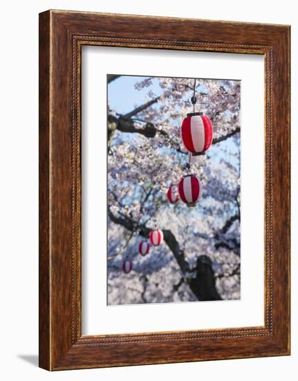 Paper lanterns hanging in the blooming cherry trees, Fort Goryokaku, Hakodate, Hokkaido, Japan, Asi-Michael Runkel-Framed Photographic Print