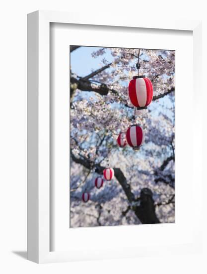 Paper lanterns hanging in the blooming cherry trees, Fort Goryokaku, Hakodate, Hokkaido, Japan, Asi-Michael Runkel-Framed Photographic Print