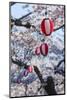 Paper lanterns hanging in the blooming cherry trees, Fort Goryokaku, Hakodate, Hokkaido, Japan, Asi-Michael Runkel-Mounted Photographic Print