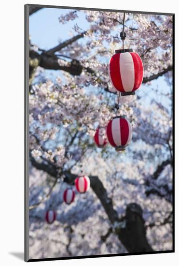 Paper lanterns hanging in the blooming cherry trees, Fort Goryokaku, Hakodate, Hokkaido, Japan, Asi-Michael Runkel-Mounted Photographic Print