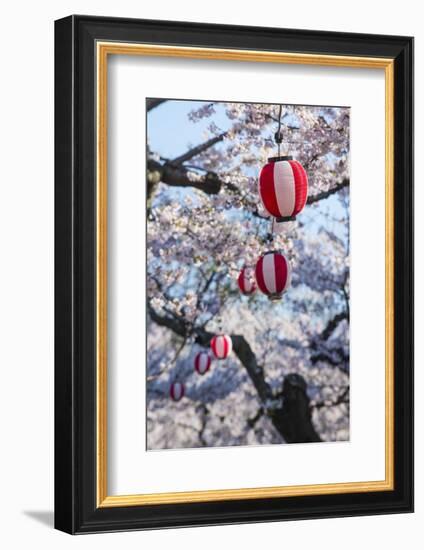 Paper lanterns hanging in the blooming cherry trees, Fort Goryokaku, Hakodate, Hokkaido, Japan, Asi-Michael Runkel-Framed Photographic Print