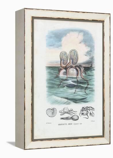 Paper Nautilus, 1863-79-Raimundo Petraroja-Framed Premier Image Canvas