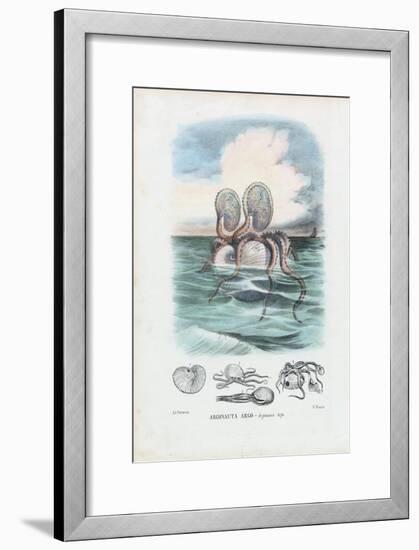 Paper Nautilus, 1863-79-Raimundo Petraroja-Framed Giclee Print