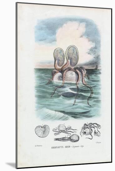 Paper Nautilus, 1863-79-Raimundo Petraroja-Mounted Giclee Print