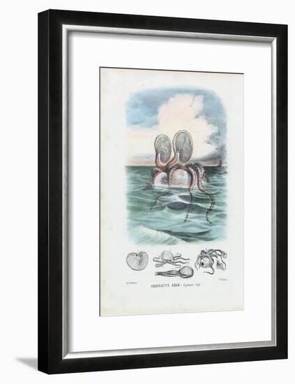 Paper Nautilus, 1863-79-Raimundo Petraroja-Framed Giclee Print