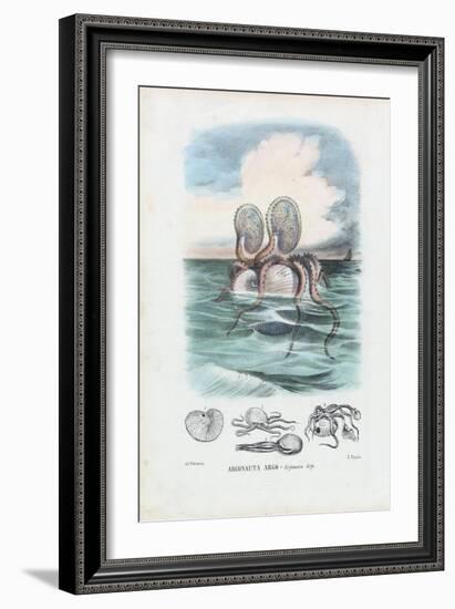 Paper Nautilus, 1863-79-Raimundo Petraroja-Framed Giclee Print