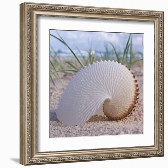 Paper Nautilus-Mark Goodall-Framed Art Print