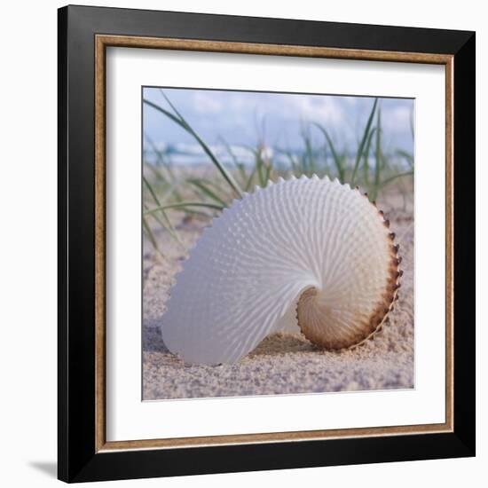 Paper Nautilus-Mark Goodall-Framed Art Print