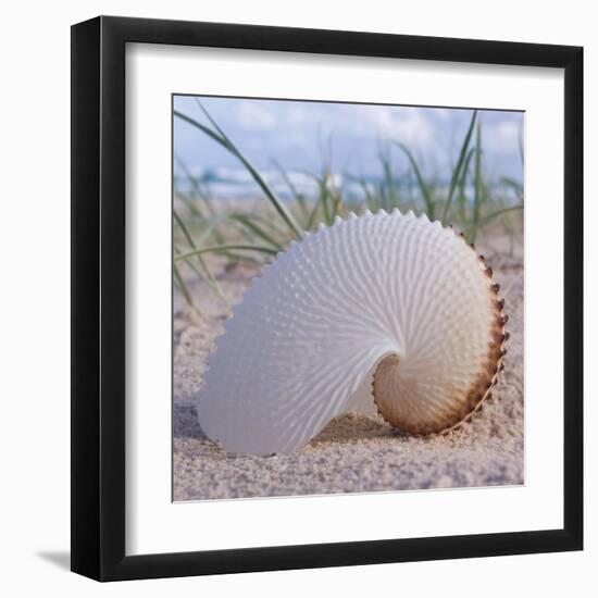Paper Nautilus-Mark Goodall-Framed Art Print