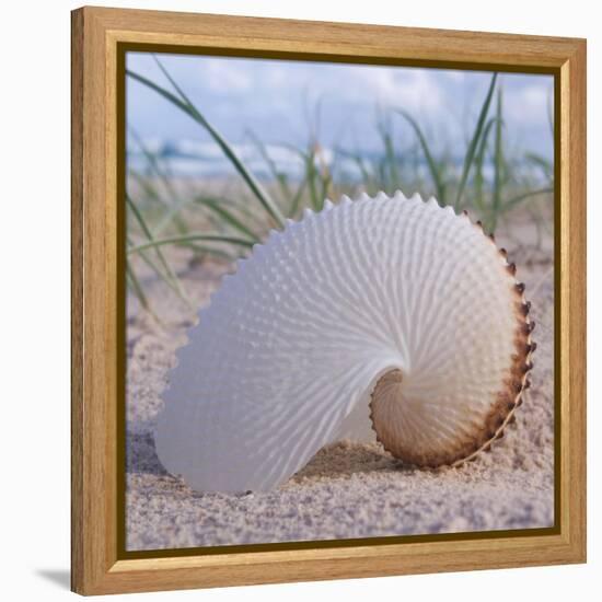 Paper Nautilus-Mark Goodall-Framed Stretched Canvas