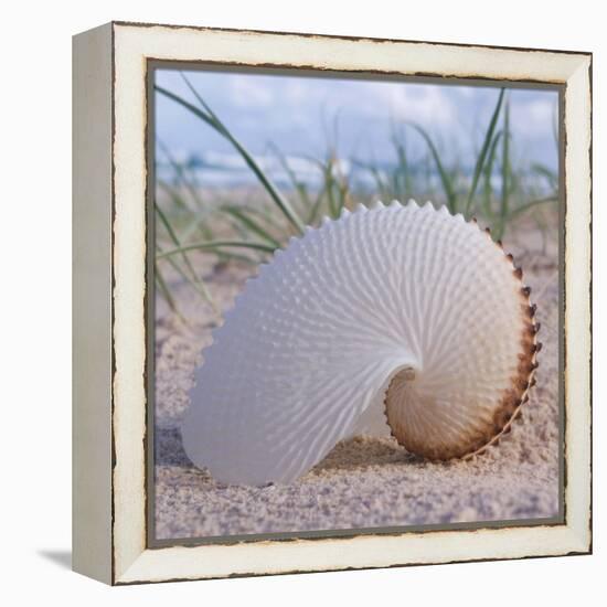 Paper Nautilus-Mark Goodall-Framed Stretched Canvas