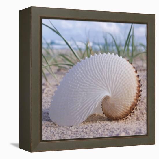 Paper Nautilus-Mark Goodall-Framed Stretched Canvas