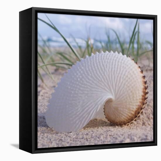 Paper Nautilus-Mark Goodall-Framed Stretched Canvas