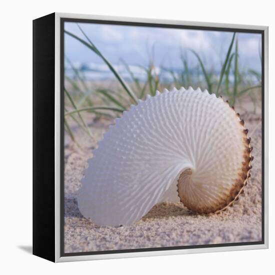 Paper Nautilus-Mark Goodall-Framed Stretched Canvas