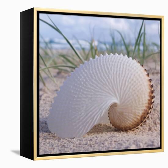 Paper Nautilus-Mark Goodall-Framed Stretched Canvas