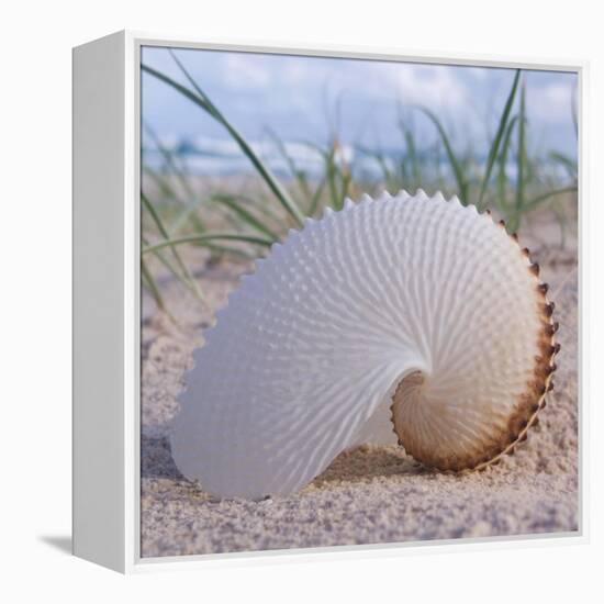 Paper Nautilus-Mark Goodall-Framed Stretched Canvas