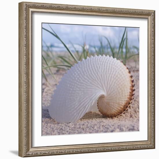 Paper Nautilus-Mark Goodall-Framed Art Print