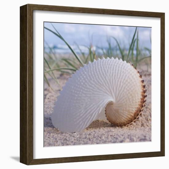 Paper Nautilus-Mark Goodall-Framed Art Print