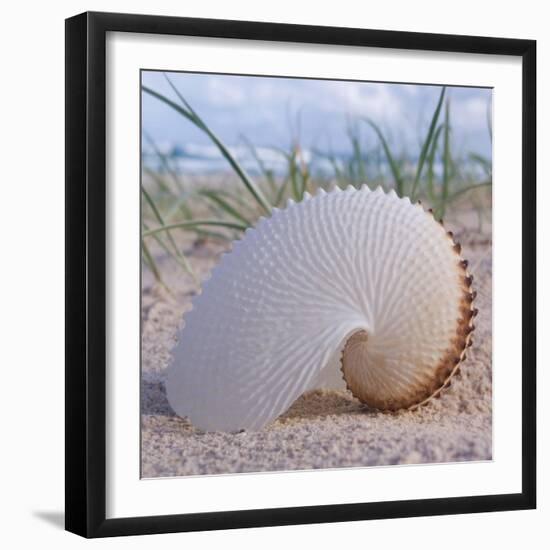 Paper Nautilus-Mark Goodall-Framed Art Print