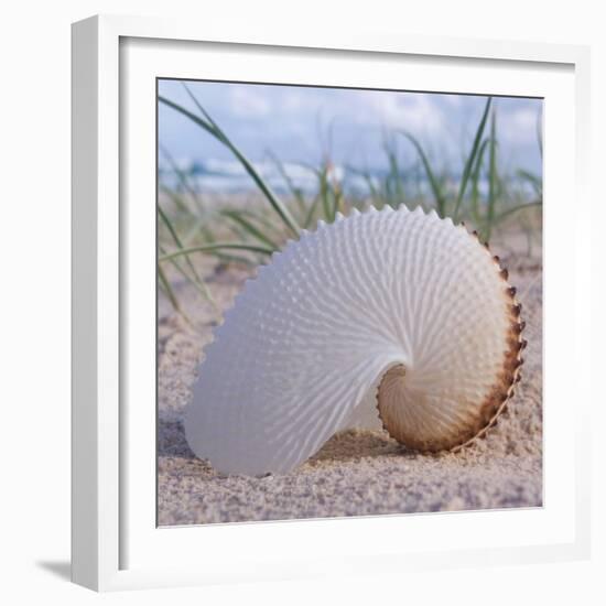 Paper Nautilus-Mark Goodall-Framed Art Print