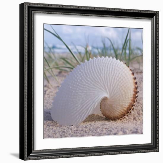 Paper Nautilus-Mark Goodall-Framed Art Print