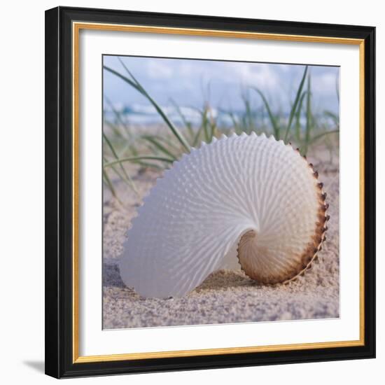 Paper Nautilus-Mark Goodall-Framed Art Print