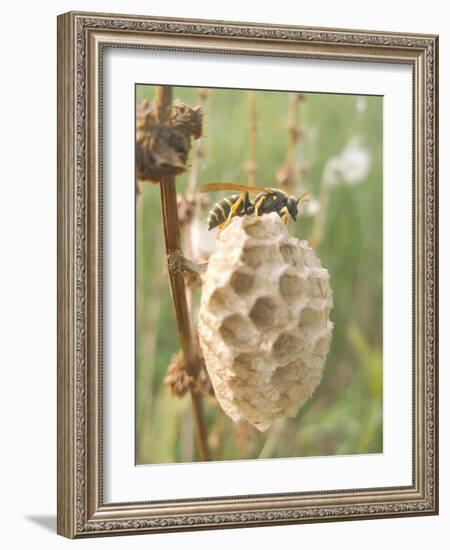 Paper Wasp Building Honeycomb-Harald Kroiss-Framed Photographic Print