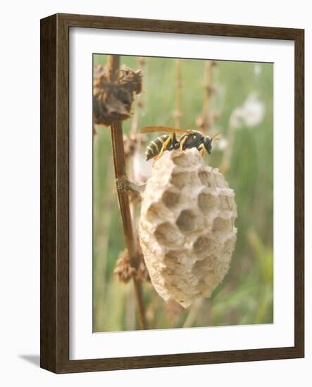 Paper Wasp Building Honeycomb-Harald Kroiss-Framed Photographic Print