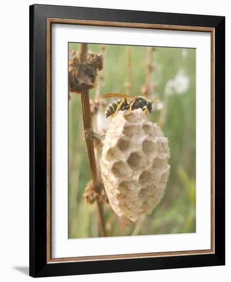 Paper Wasp Building Honeycomb-Harald Kroiss-Framed Photographic Print