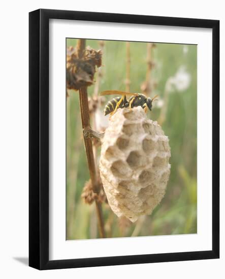 Paper Wasp Building Honeycomb-Harald Kroiss-Framed Photographic Print