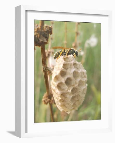 Paper Wasp Building Honeycomb-Harald Kroiss-Framed Photographic Print