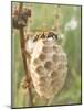 Paper Wasp Building Honeycomb-Harald Kroiss-Mounted Photographic Print