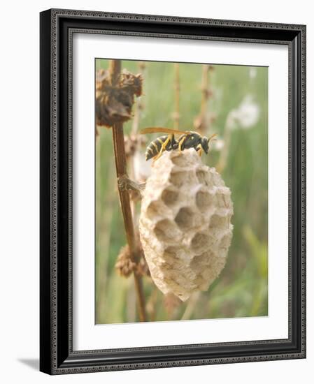 Paper Wasp Building Honeycomb-Harald Kroiss-Framed Photographic Print