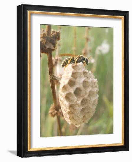 Paper Wasp Building Honeycomb-Harald Kroiss-Framed Photographic Print