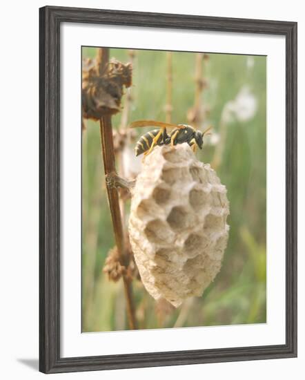 Paper Wasp Building Honeycomb-Harald Kroiss-Framed Photographic Print