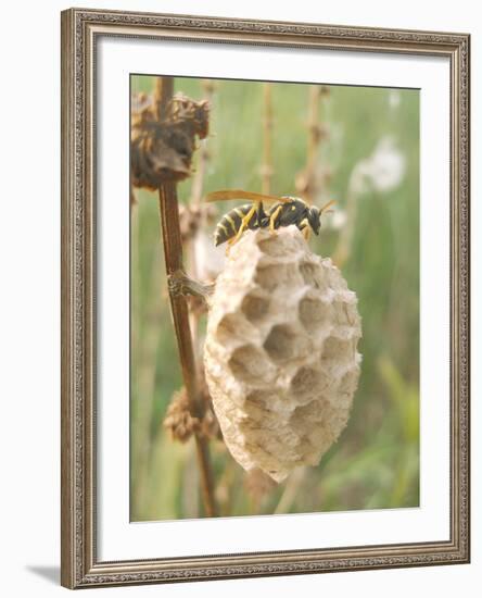 Paper Wasp Building Honeycomb-Harald Kroiss-Framed Photographic Print