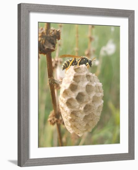 Paper Wasp Building Honeycomb-Harald Kroiss-Framed Photographic Print