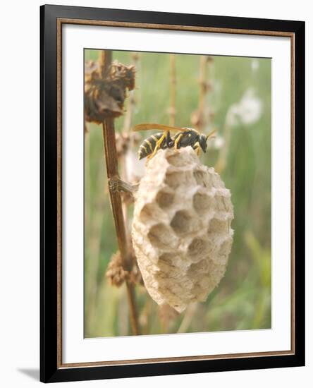 Paper Wasp Building Honeycomb-Harald Kroiss-Framed Photographic Print