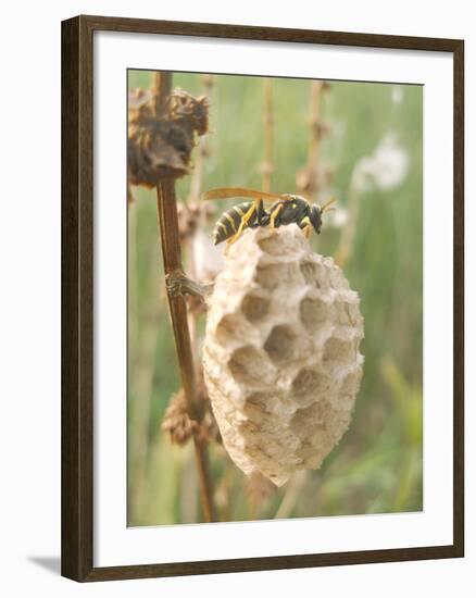 Paper Wasp Building Honeycomb-Harald Kroiss-Framed Photographic Print